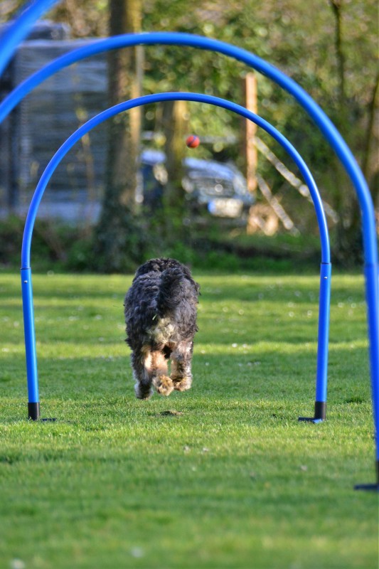 Spass mit Hund und Hoopers 87