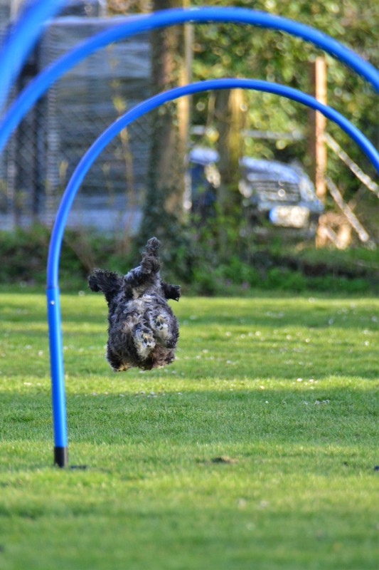 Spass mit Hund und Hoopers 88