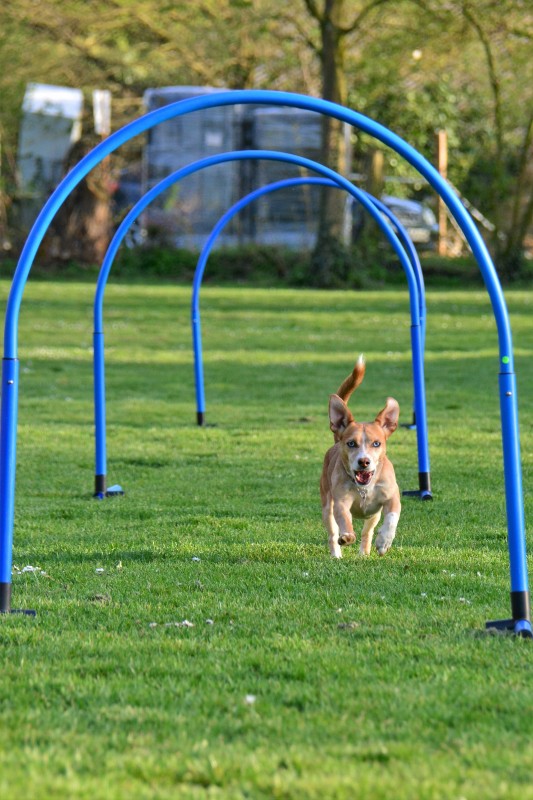 Spass mit Hund und Hoopers 89