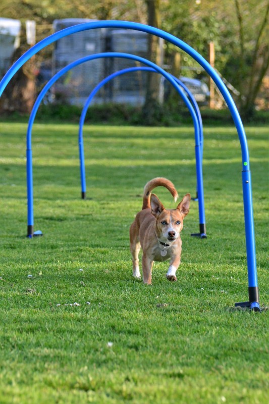 Spass mit Hund und Hoopers 90