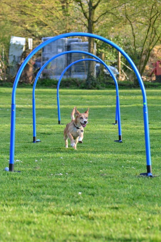 Spass mit Hund und Hoopers 91