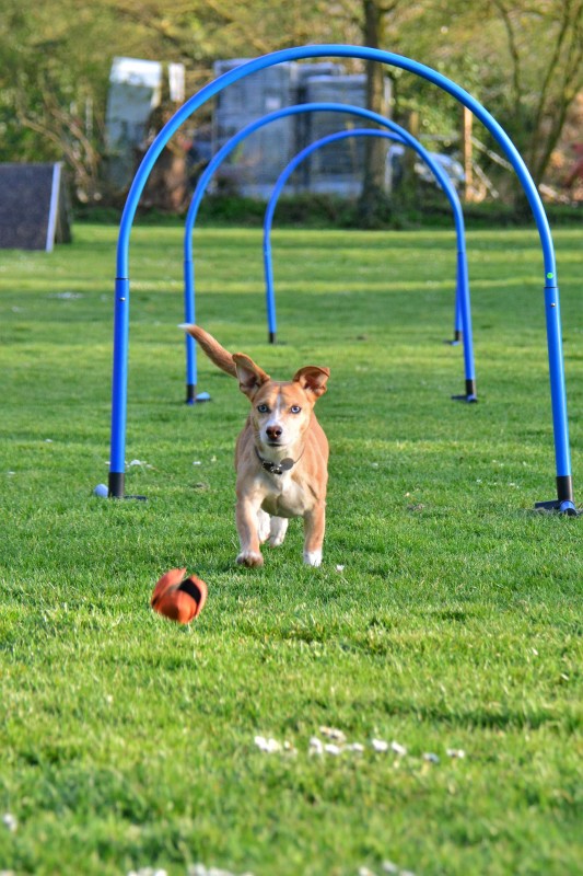 Spass mit Hund und Hoopers 92