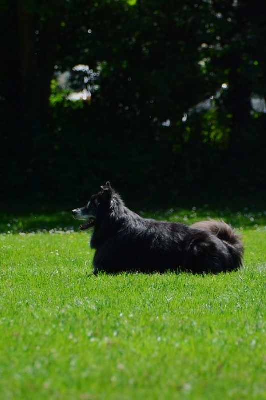 2022-05-22 Rally Obedience Turnier 061