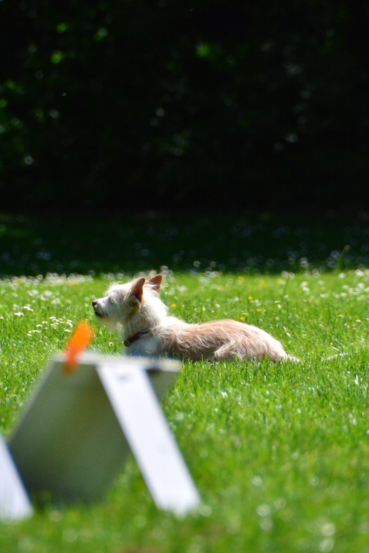 2022-05-22 Rally Obedience Turnier 072