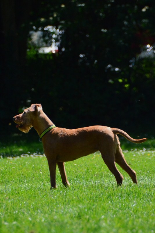 2022-05-22 Rally Obedience Turnier 084