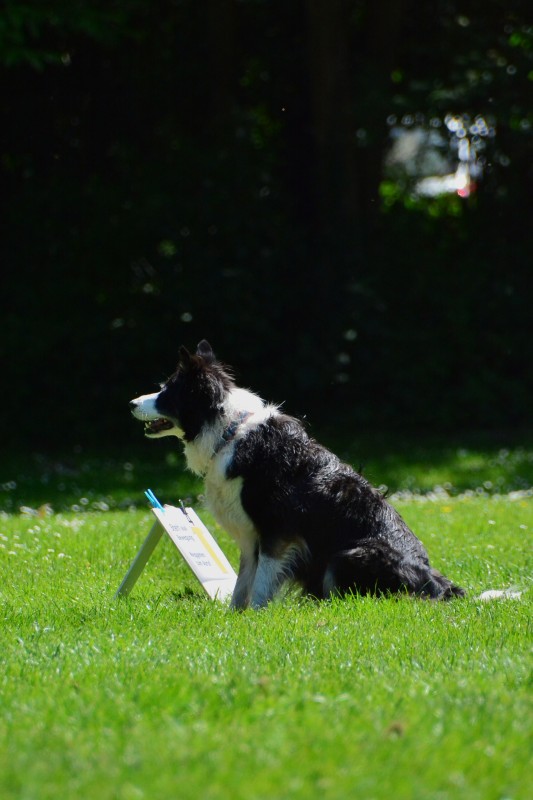 2022-05-22 Rally Obedience Turnier 089