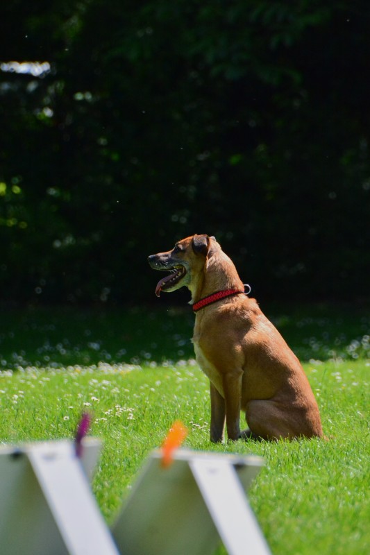 2022-05-22 Rally Obedience Turnier 101