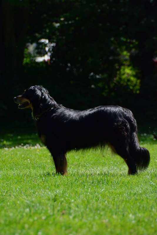 2022-05-22 Rally Obedience Turnier 112