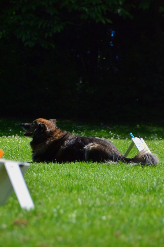 2022-05-22 Rally Obedience Turnier 127