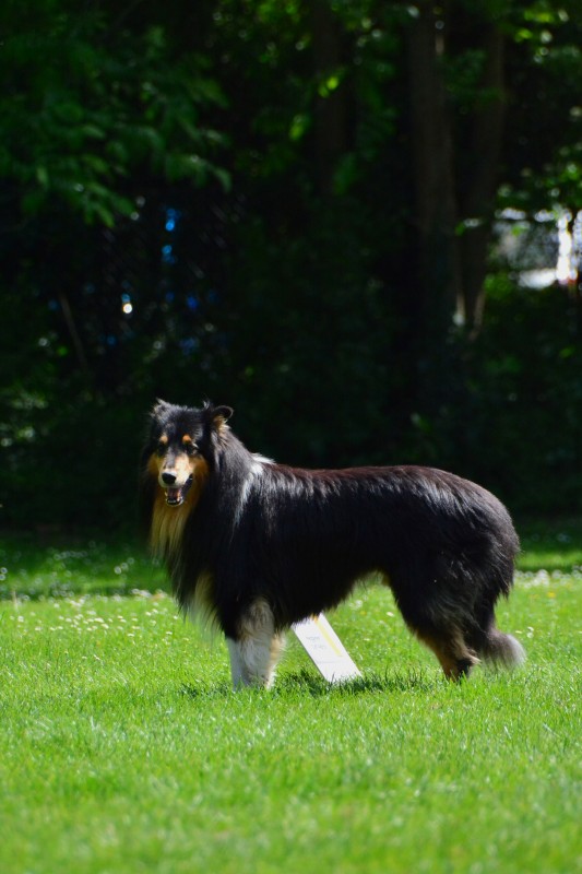 2022-05-22 Rally Obedience Turnier 140