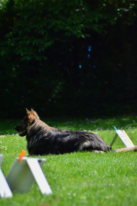 2022-05-22 Rally Obedience Turnier 145