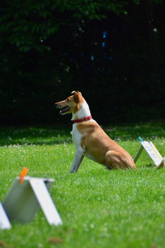 2022-05-22 Rally Obedience Turnier 153