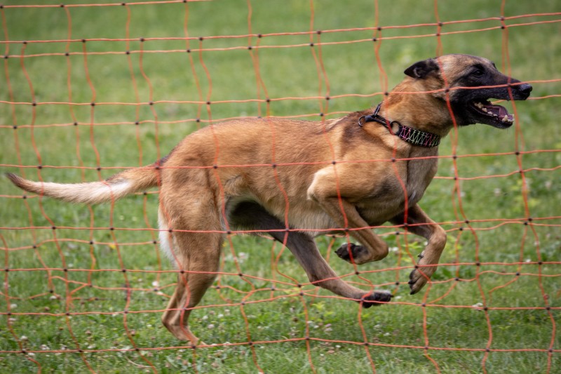 2025-05-29 Hunderennen 001