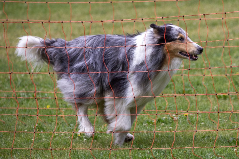 2025-05-29 Hunderennen 002