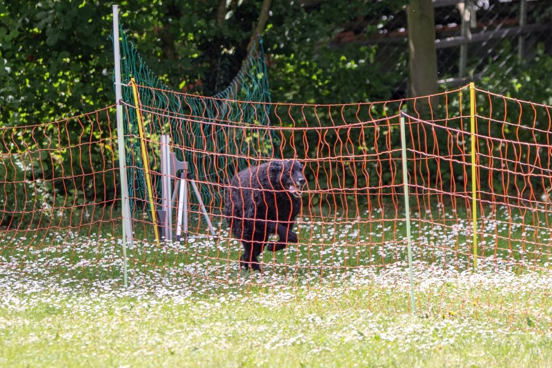 2025-05-29 Hunderennen 003