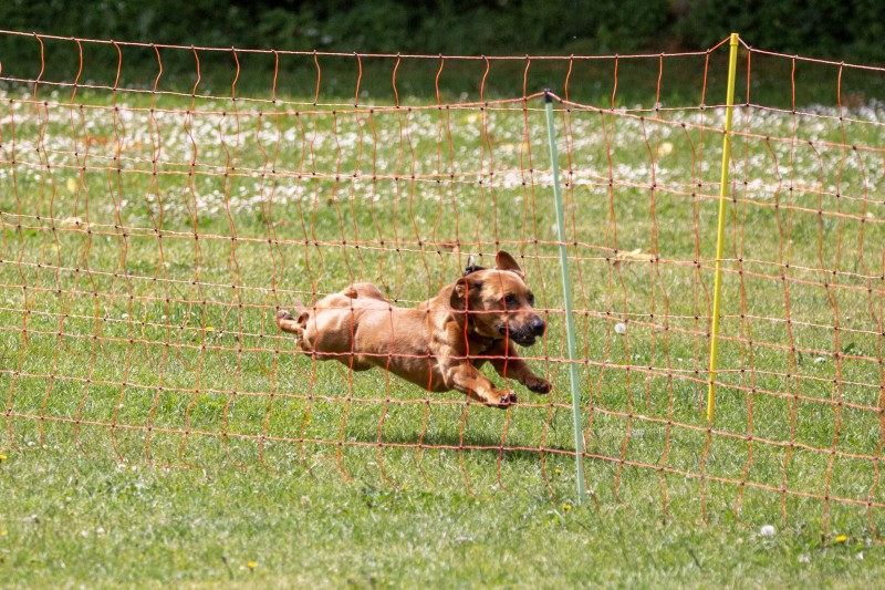 2025-05-29 Hunderennen 006