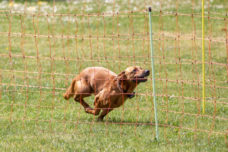 2025-05-29 Hunderennen 007