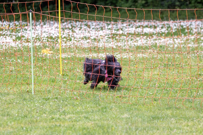2025-05-29 Hunderennen 008