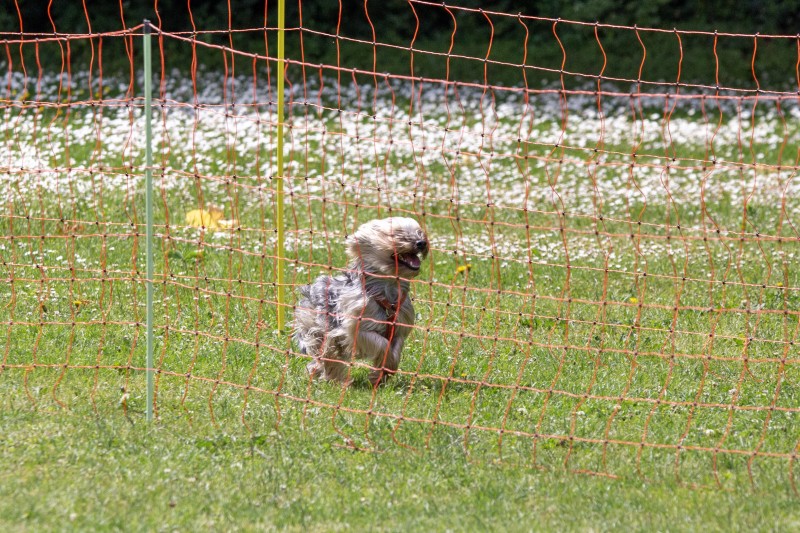 2025-05-29 Hunderennen 009