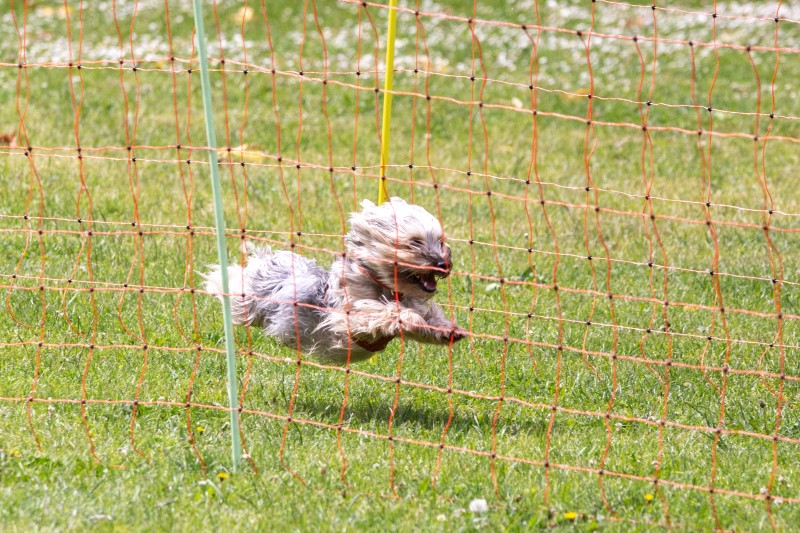 2025-05-29 Hunderennen 010