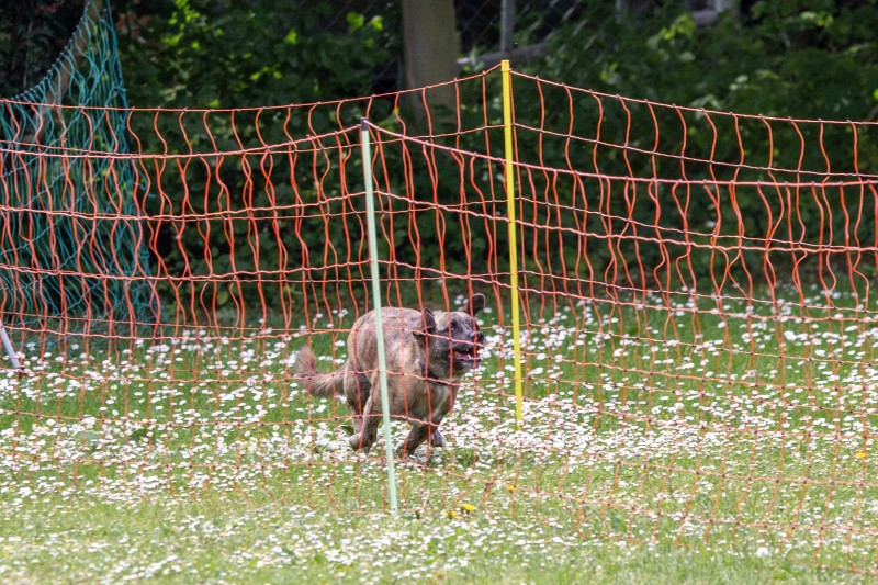 2025-05-29 Hunderennen 011