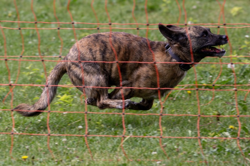 2025-05-29 Hunderennen 012