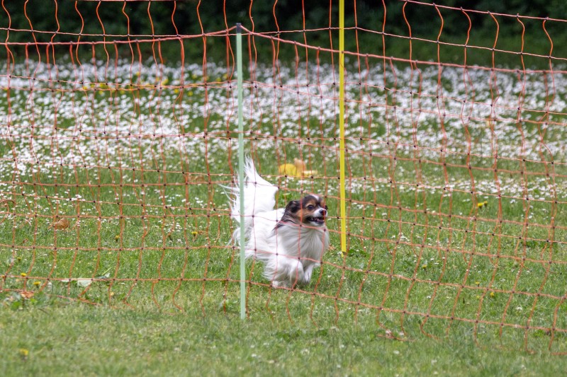 2025-05-29 Hunderennen 013
