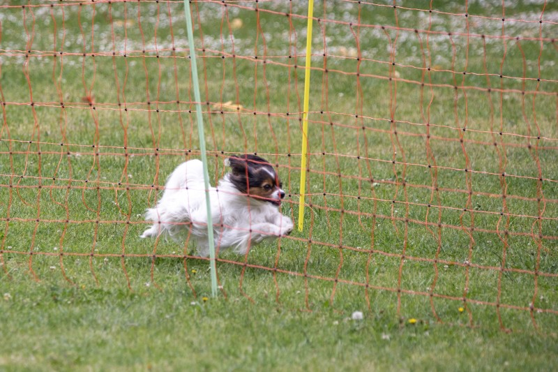 2025-05-29 Hunderennen 014