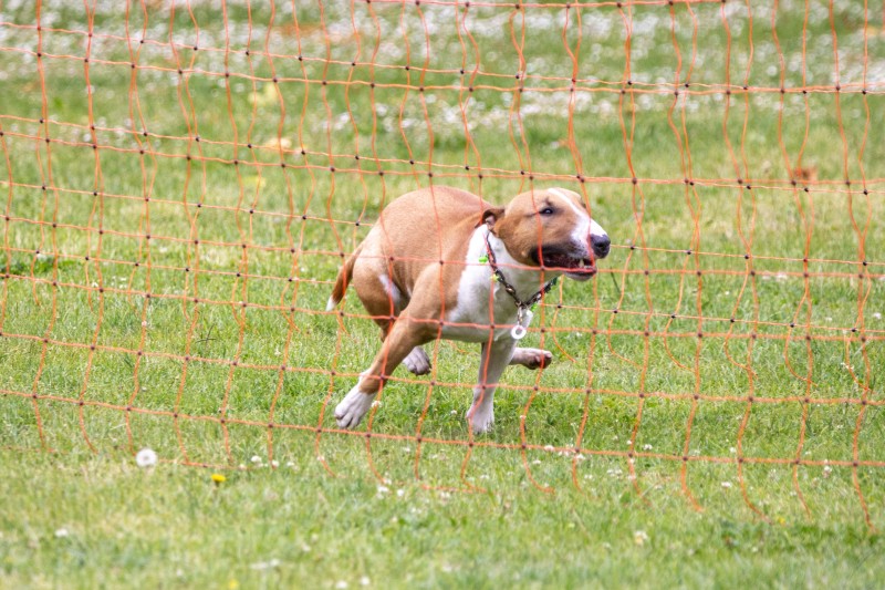 2025-05-29 Hunderennen 016