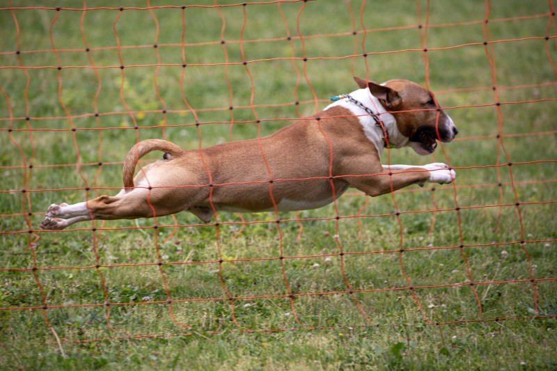 2025-05-29 Hunderennen 017