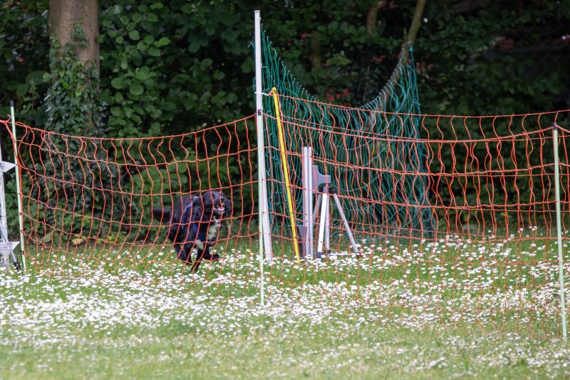 2025-05-29 Hunderennen 018