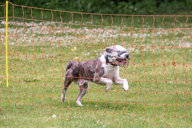 2025-05-29 Hunderennen 019