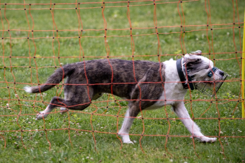 2025-05-29 Hunderennen 020
