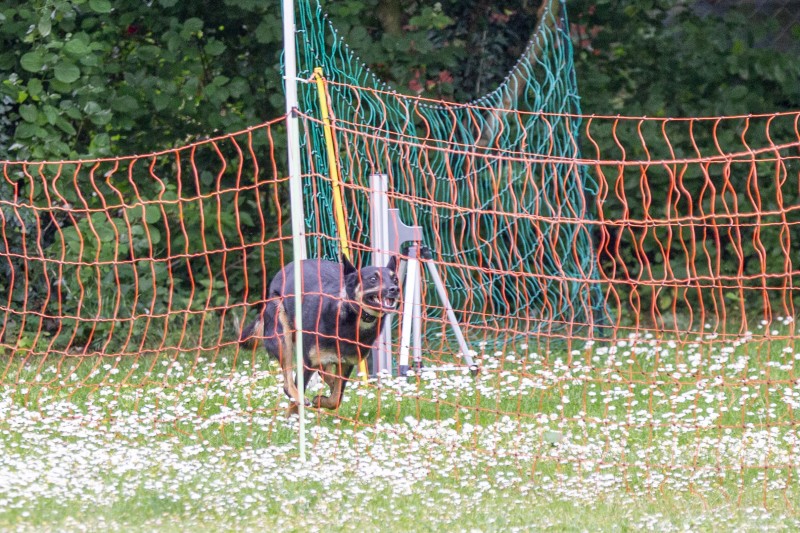2025-05-29 Hunderennen 021