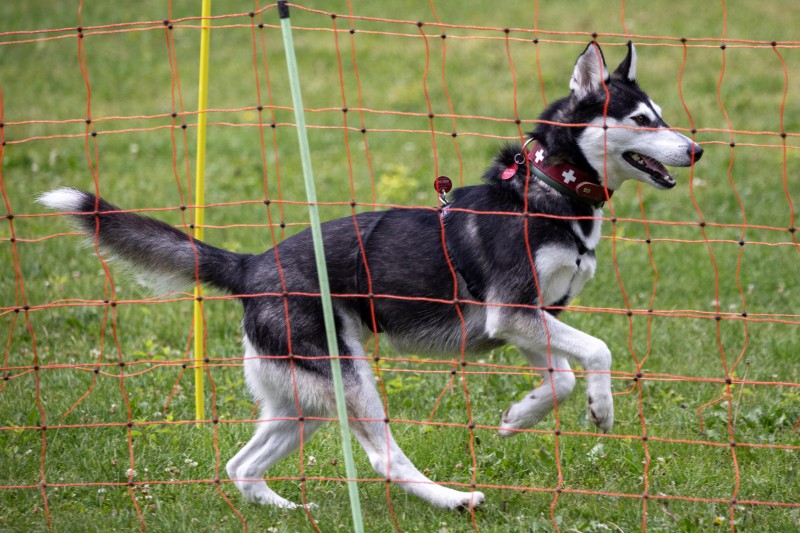 2025-05-29 Hunderennen 022