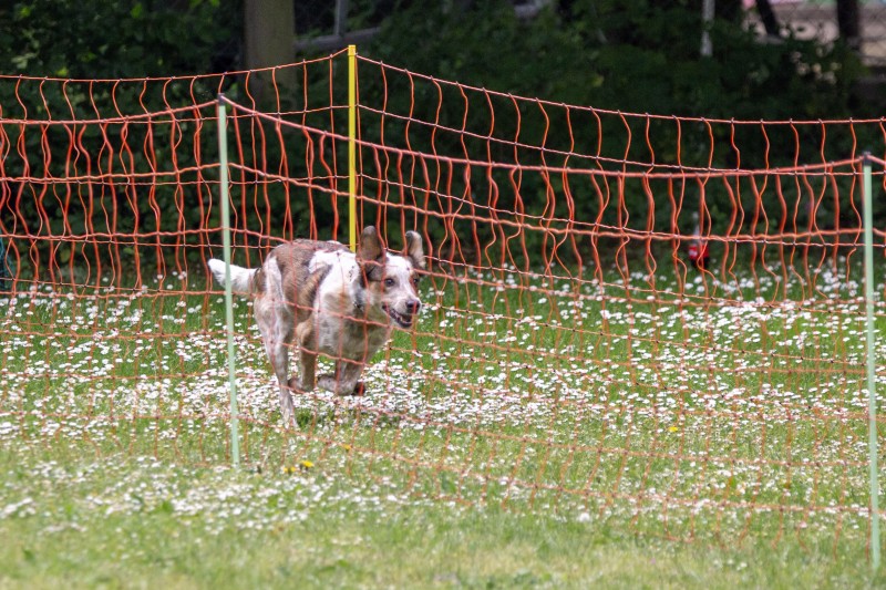 2025-05-29 Hunderennen 023