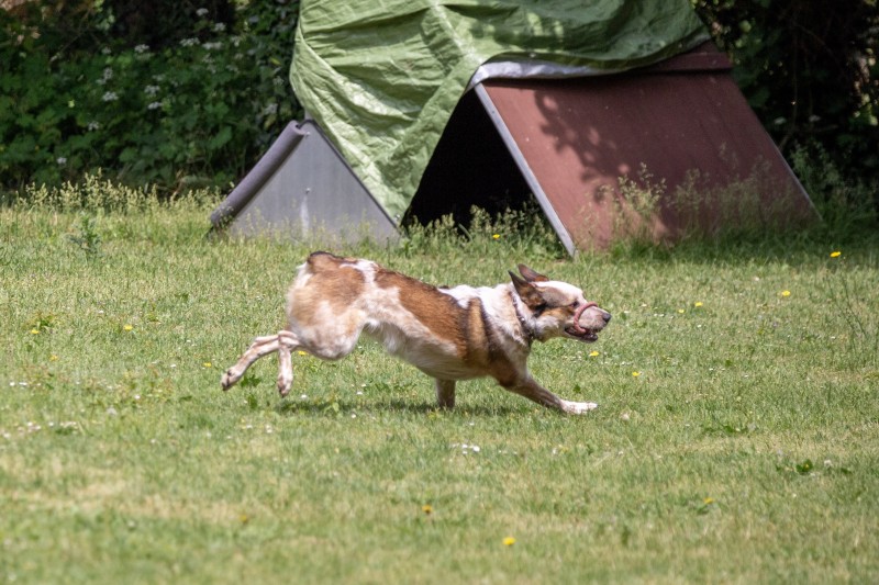 2025-05-29 Hunderennen 024