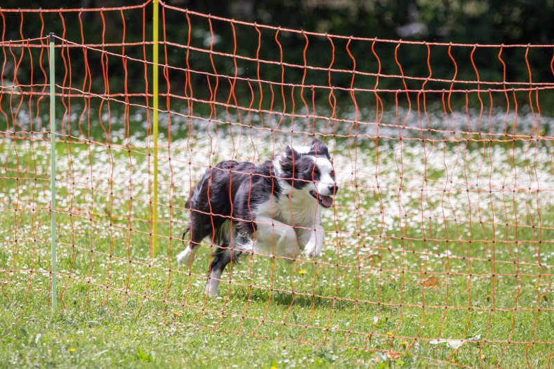 2025-05-29 Hunderennen 026