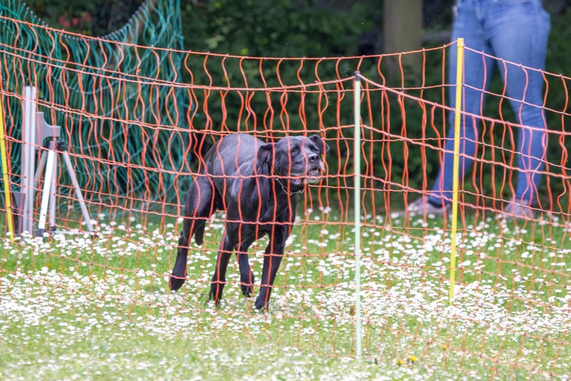 2025-05-29 Hunderennen 027
