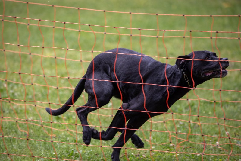 2025-05-29 Hunderennen 028