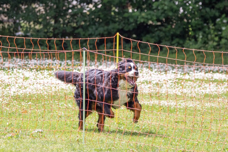 2025-05-29 Hunderennen 029