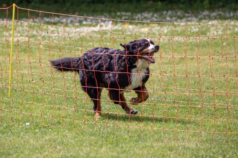 2025-05-29 Hunderennen 030