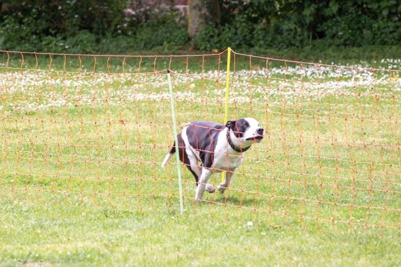 2025-05-29 Hunderennen 031