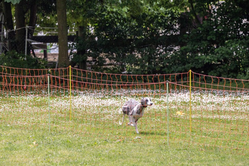 2025-05-29 Hunderennen 032