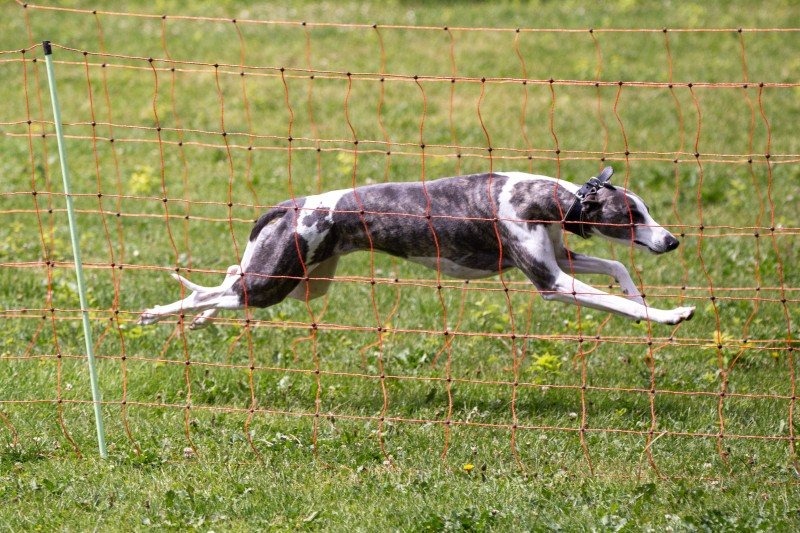 2025-05-29 Hunderennen 033