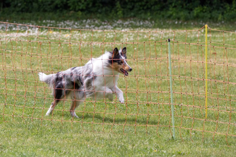 2025-05-29 Hunderennen 034