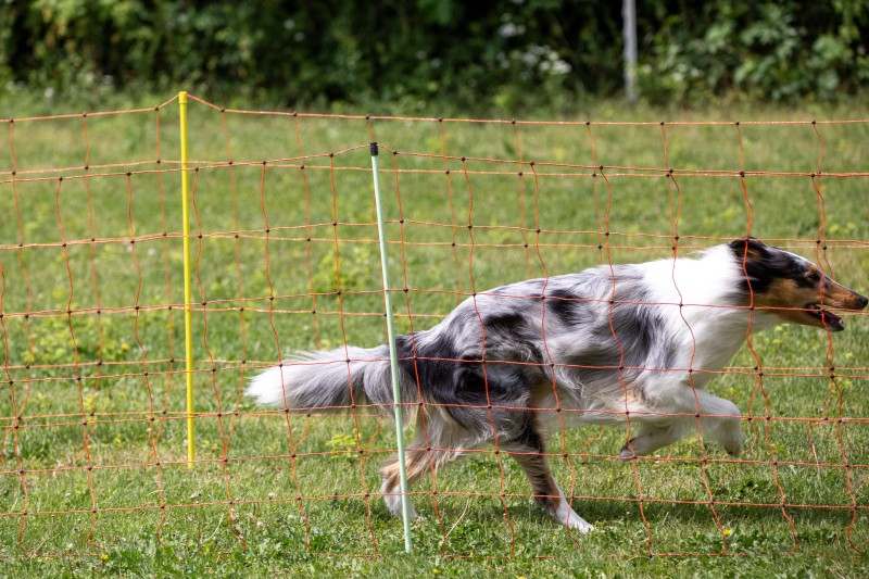 2025-05-29 Hunderennen 035