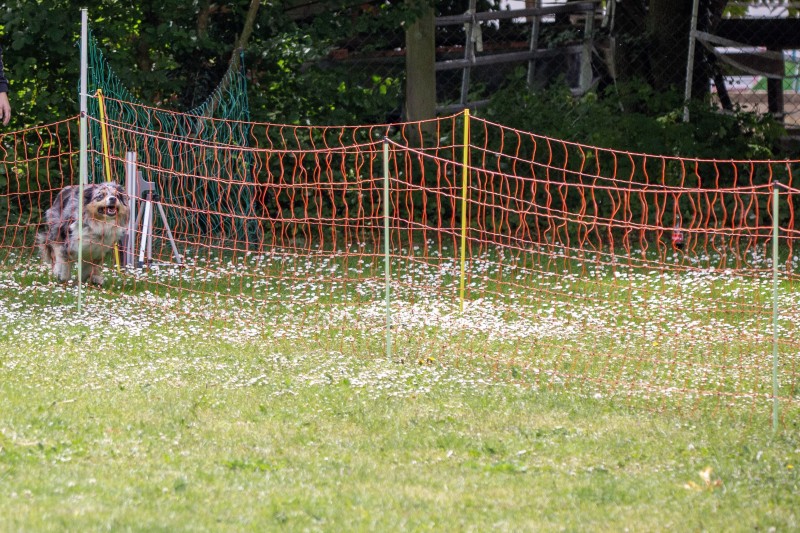 2025-05-29 Hunderennen 036