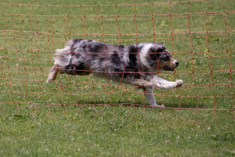2025-05-29 Hunderennen 037