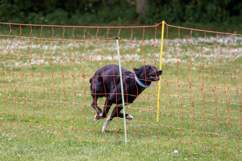 2025-05-29 Hunderennen 038